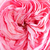 Roze - Floribunda roos - Mariatheresia®